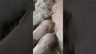 Новорожденные поросята на ферме. Поросята на подсосе. Свиноматка и поросята. Содержание свиней