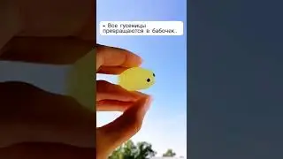 Мысли гусеницы🤔 