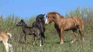 Жеребец Реактор. Состояние влюблённости