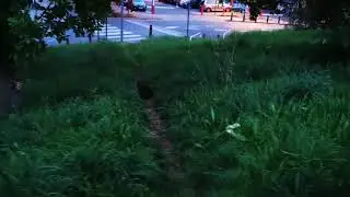 Voici le meilleur exemple pour perdre ou mettre en danger de mort son chat...