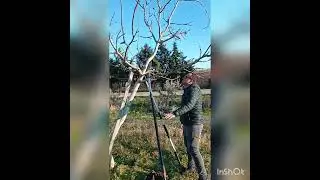 Cevizde modifiye lider şekil budaması (minimum budama hakkında bilgi )