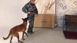 Приучение собаки к клетке