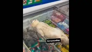 Котопломбир. 