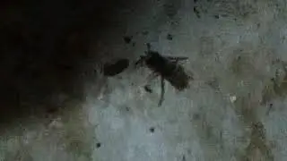 Цапнула оса среди зимы