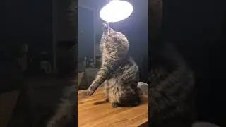 Кот Электрик 