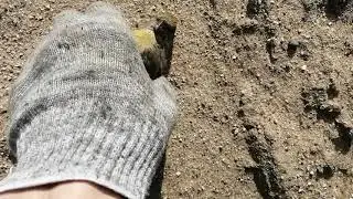ПТИЧКИ