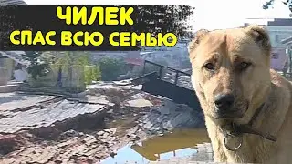 Собака спасла семью при землетрясении в Турции/деревня.