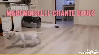 PITBULL Made in PIT REAL