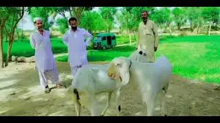 Confirm Gulabi Bakri Cross l Goat Point