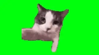 Kiss cat !! (kiss 3X)