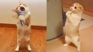 Funny Cats & Dogs 2024: Hilarious Pet Moments Pt. 2! 🎉 😺🐾 New Year's Laughter Extravaganza!
