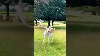 Fairytale tiktok elisetanriverdi