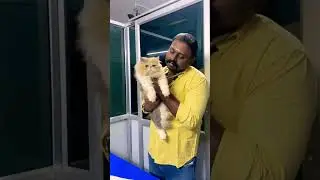 Bhooshan❣️ #cat #pets #viral #trending #trendingshorts #viralshorts #video #shorts #love #viralvideo