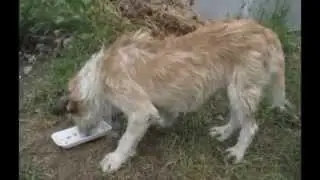 Наши спасенные животные
