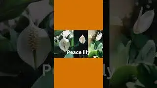 #plants
