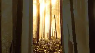 Light bathing in my favourite forest. 💛 #calm #nature #ethereal #forest