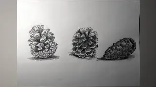 Как нарисовать шишки карандашом