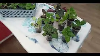 Излишки деток сортовых фиалок на 19.07.2024 г.