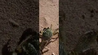 Прогулка 🦀