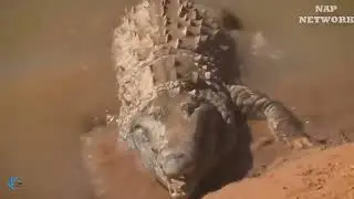 LIFE OF PREDATOS in Africa