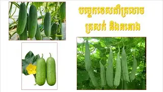 បច្ចេកទេសដាំត្រលាច ននោង និងត្រសក់ How to grow Wax gourd