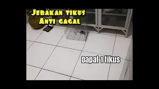 Jebakan tikus anti gagal