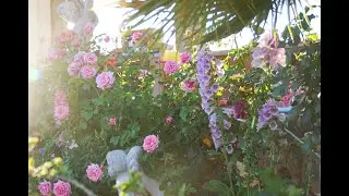 Escape to my Secret Garden for Peace and Relaxation
