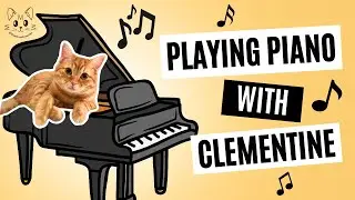 Clementine is a Meowsical Genius 🎶