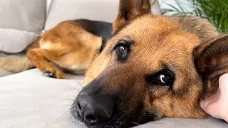 German Shepherd Loves the Attention of Its Human Mom