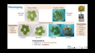 Fungicide resistance in Australian viticulture