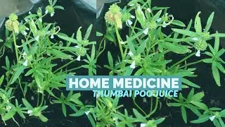 Thumbai poo for cold, cough and fever | Natural way to get rid of intestinal worms | home medicine..