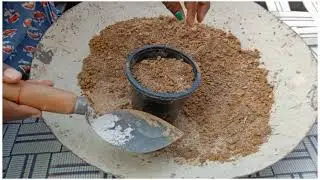 मिर्च के बीज से कैसे उगाए पौधे || How plants grown from chili seeds