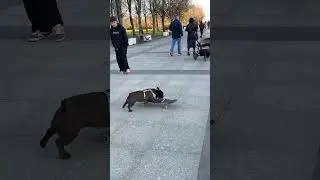 A fan of other people's skateboards 😀🛹