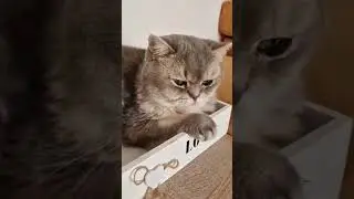 Какая же бедося...🤣