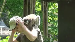 Lemurs jump on their heads#feeding lemurs#Zoo Wroclaw