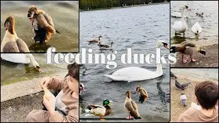 Feeding Ducks at Hyde Park Corner #duck #quackquack