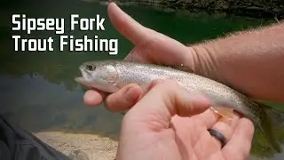 Trout Fishing on the Sipsey Fork (Ep. 4) | Alabama Rainbow Trout