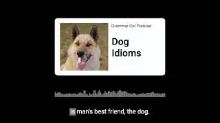 Animal idioms about dogs might surprise you