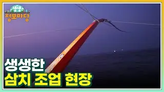 생생한 삼치 조업 현장 MBN 240904 방송