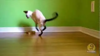Cat attacks a grilled cheese sandwich