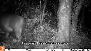 Anoa gunung (Bubalus quarlesi) di Gn.Lompobattang, Sulawesi Selatan