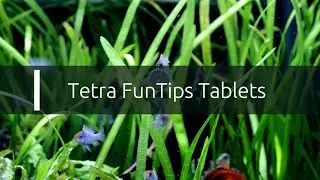Tetra FunTips Tablets - krmivo pre akváriové ryby (www.shrimp.sk)