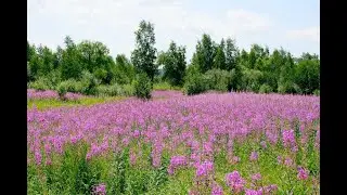 Сбор Иван-чая, Июль 2020г