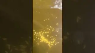 Чем кормить рыбу?