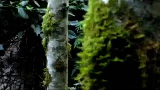 Port Renfrew British Columbia Bigfoot footage stabilized and oscillated.