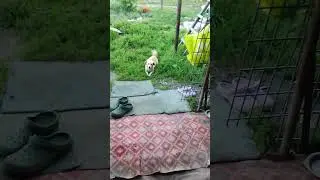 друг человека просит кушать