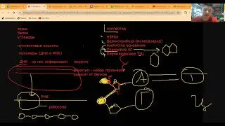 Теория для решения задач на ДНК