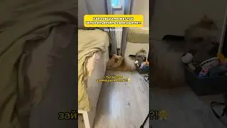 Что скажите?🧐 #pomeranian #минишпиц #смешноевидео #собаки #померанскийшпиц #pets #шпиц #животные