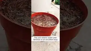 3 ways to prepare nutritious soil  #garden #agriculture #plants