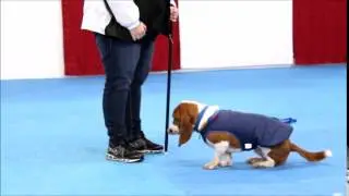 Basset Hound Tricks - Barkley The Basset - First Time Cane Work